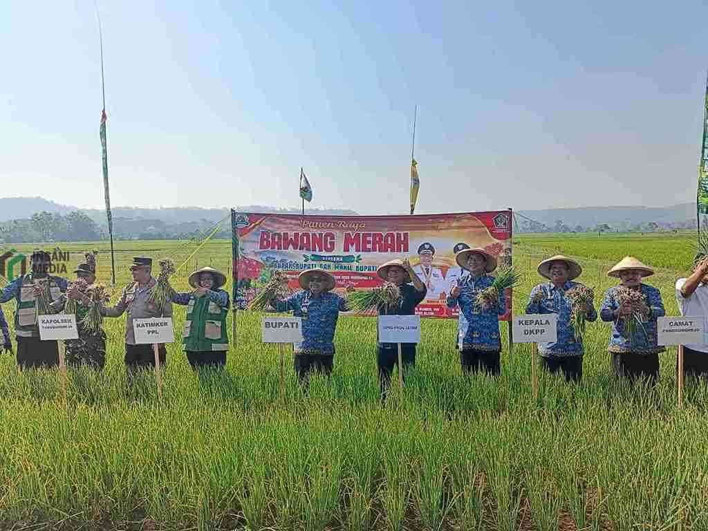 Panen Raya Perkuat Posisi Bawang Merah Margomulyo Jadi Komuditas Unggulan Blitar Selatan Bupati Blitar Rijanto Panen Raya Bawang Merah di Desa margomulyo Kecamatan Panggungrejo