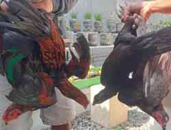 Polsek Nglegok Ungkap Kasus Pencurian Ayam, Pelaku Ditangkap Warga Saat Berusaha Kabur