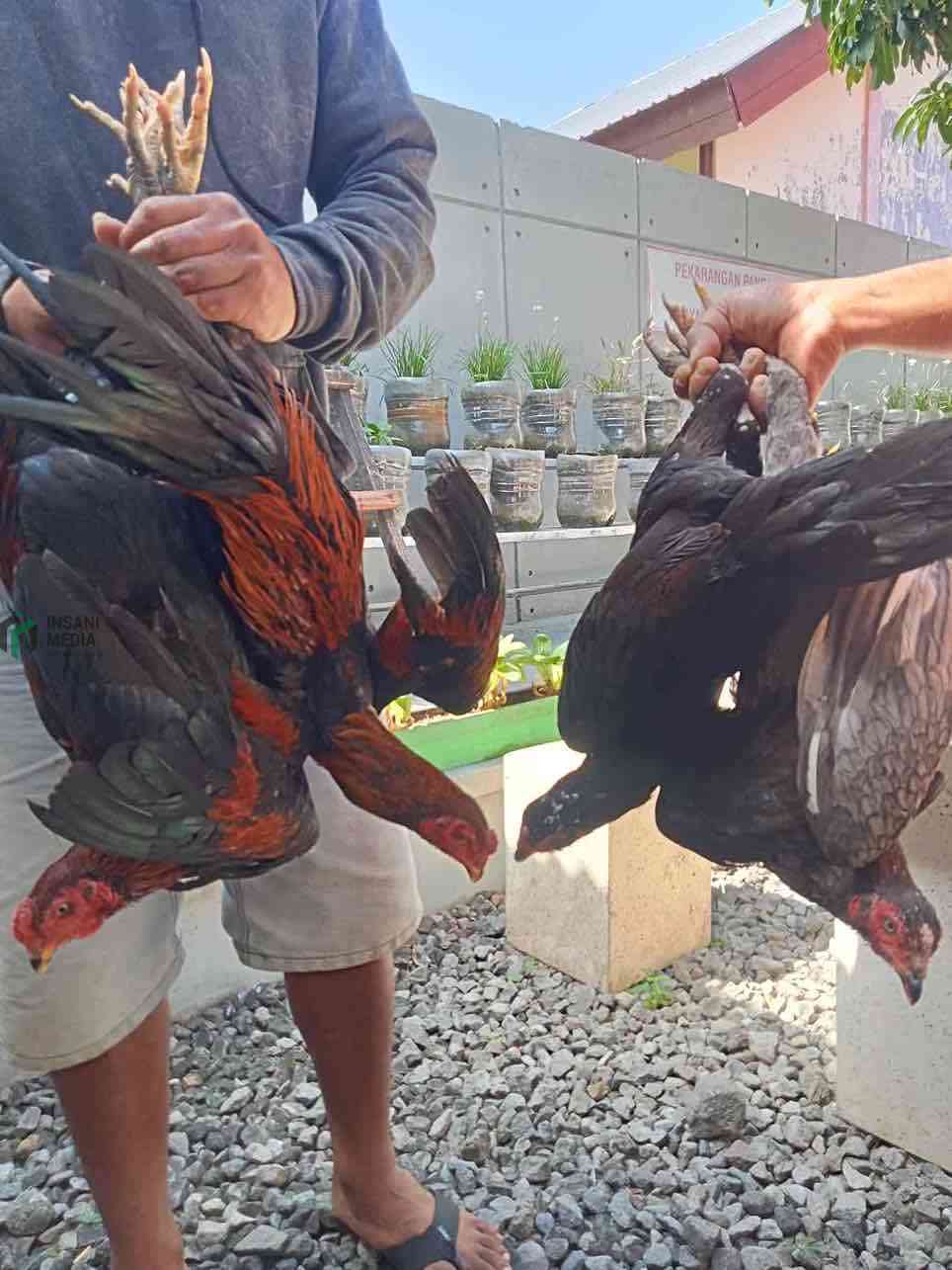 Polsek Nglegok Ungkap Kasus Pencurian Ayam, Pelaku Ditangkap Warga Saat Berusaha Kabur Dua Pelaku Pencurian Ayam dengan Ayam Curiannya