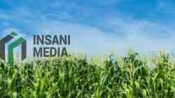 Tanaman Jagung Petani di Kota Blitar