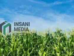 Musim Kemarau Dorong Petani Kota Blitar Beralih Tanam Jagung