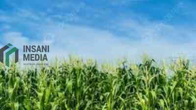 Musim Kemarau Dorong Petani Kota Blitar Beralih Tanam Jagung