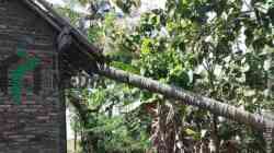 Angin Kencang Tumbangkan Pohon Kelapa, Rumah Warga Ngombol Rusak