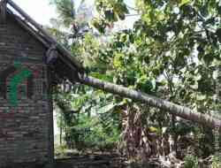 Angin Kencang Tumbangkan Pohon Kelapa, Rumah Warga Ngombol Rusak