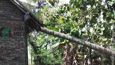 Rumah Warga Desa Wasiat Kecamatan Ngombol Kabupaten Purworejo Tertimpa Pohon Kelapa yang Roboh