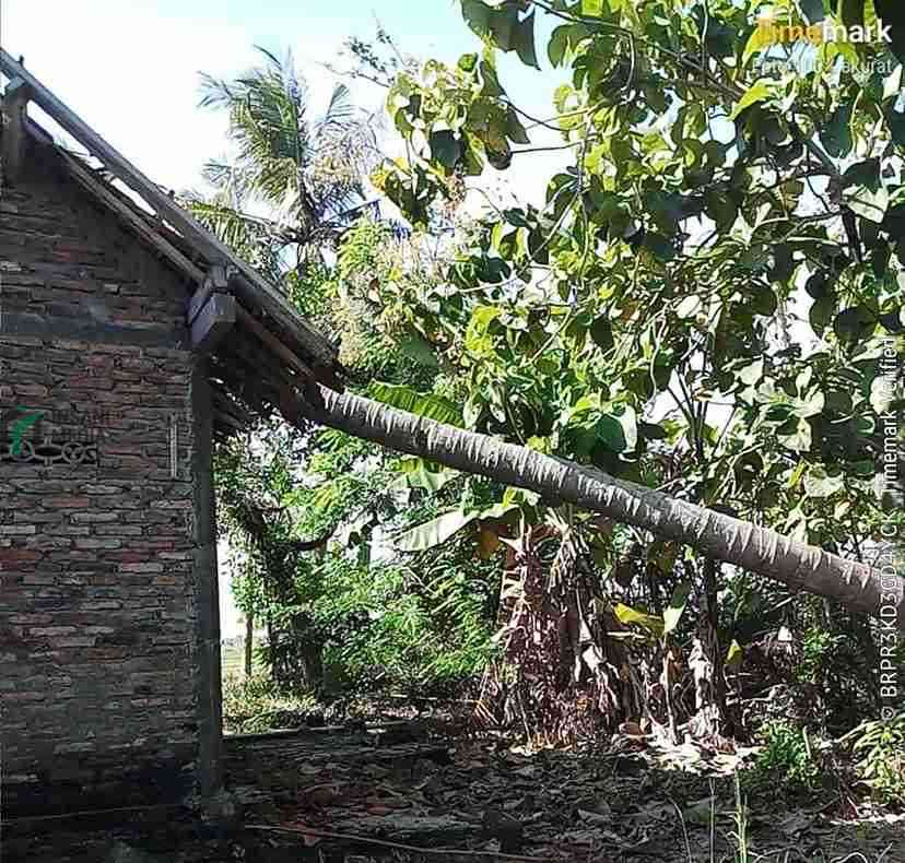 Rumah Warga Desa Wasiat Kecamatan Ngombol Kabupaten Purworejo Tertimpa Pohon Kelapa yang Roboh