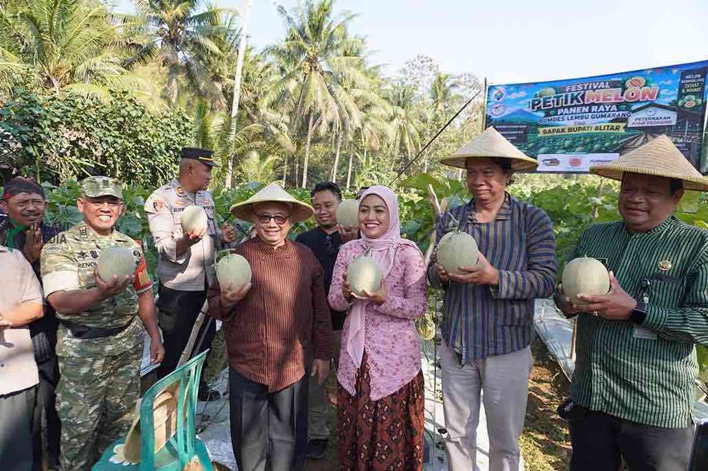 Bupati Blitar Rijanto Panen Melon di Desa Kalitengah Kecamatan Panggungrejo