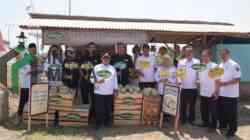 Melon Kabupaten Blitar Go International, Petani Lokal Buktikan Produk Daerah Bisa Tembus Ekspor