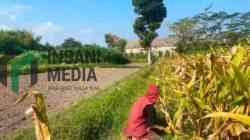 Perluasan TPA Kota Blitar Tertahan Status LSD, DPRD Minta Kajian Dimatangkan Lahan Sawah Dilindungi LSD di Dekat Tempat Pembuangan Akhir TPA di Kota Blitar