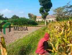 Sawah di Kota Blitar akan Makin Sempit, 636 Hektare LSD Diusulkan Berubah Status