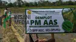 Pemerintah Kabupaten Blitar mulai menerapkan uji coba sistem tanam padi Pertanian Modern–Advanced Agriculture System PM AAS melalui pembangunan demplot seluas dua hektare di delapan kecamatan