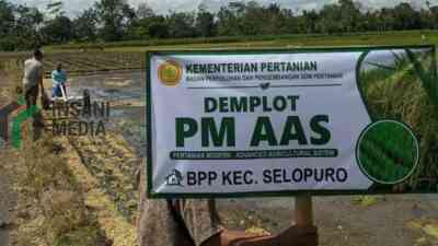 Pemerintah Kabupaten Blitar mulai menerapkan uji coba sistem tanam padi Pertanian Modern–Advanced Agriculture System PM AAS melalui pembangunan demplot seluas dua hektare di delapan kecamatan