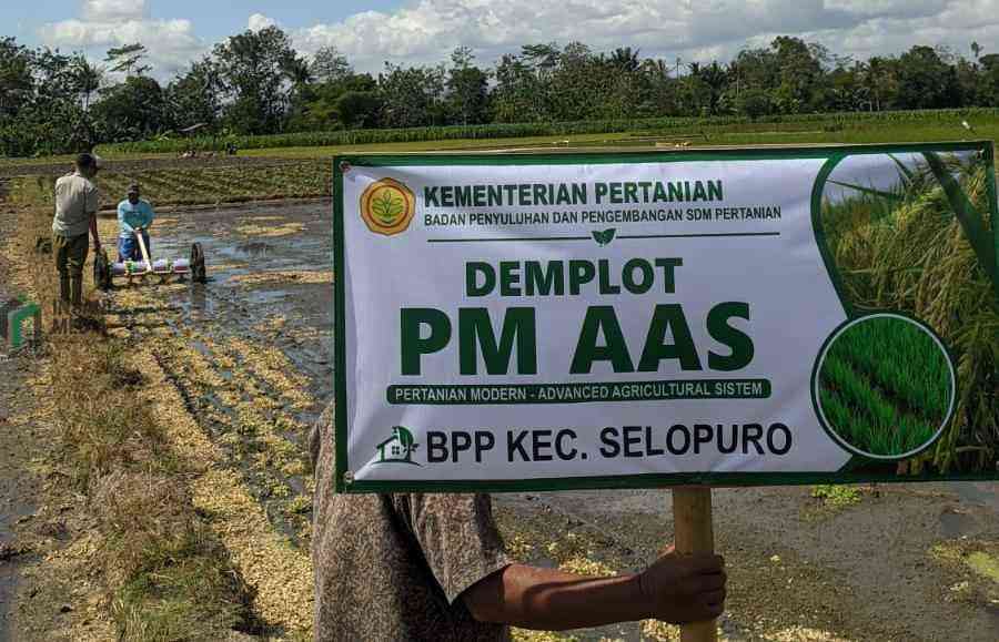 Sebanyak 8 Kecamatan di Kabupaten Blitar Uji Coba PM-AAS, Produktivitas Padi Ditarget Meningkat Pemerintah Kabupaten Blitar mulai menerapkan uji coba sistem tanam padi Pertanian Modern–Advanced Agriculture System PM AAS melalui pembangunan demplot seluas dua hektare di delapan kecamatan