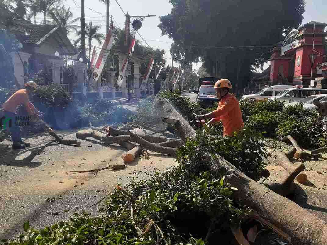 Petugas BPBD Kota Blitar Membersihkan Pohon Beringin di Alun Alun Kota Blitar yang Tumbang
