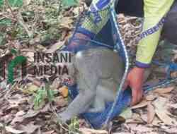 Monyet Ekor Panjang Masuk Permukiman di Sutojayan, Petugas Kembalikan ke Gunung Kelud