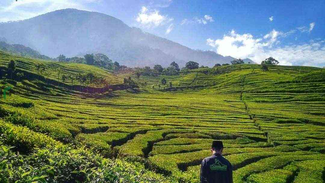 Menjelajahi Lereng Kelud: Oase Hijau di Hutan Pinus dan Kebun Teh Blitar Blitar