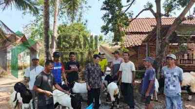 Anggota DPRD Kabupaten Purworejo sekaligus Ketua Fraksi PDI Perjuangan Alifman Syafii menyalurkan 11 ekor kambing