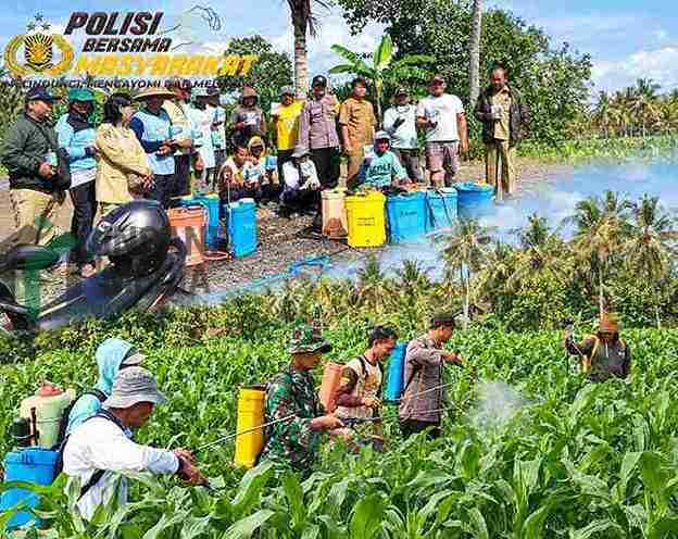 Polri Bersama Masyarakat Sambagi Petani Jagung di Desa Margomulyo, Blitar Bhabinkamtibmas Desa Margomulyo Kecamatan Binangun Kabupaten Blitar Mengunjungi Petani Jagung
